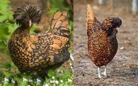 12 Teratas Baka Ayam Paling Cantik 2022