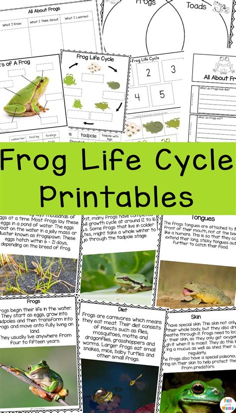 frog life cycle printables fun  mama