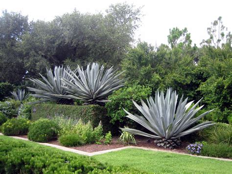 growing agave information  agave plant care