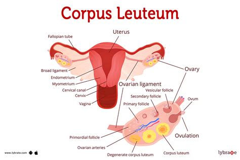 corpus leuteum image human anatomy picture functions diseases  treatments