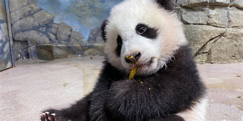 top  giant panda moments  january  smithsonians national zoo