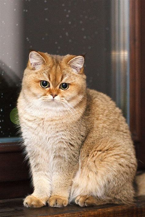 british gold cat