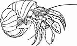 Coloring Hermit Crab Pages Popular Printable sketch template