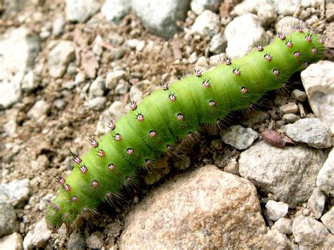 chenille verte  photo  freeimages