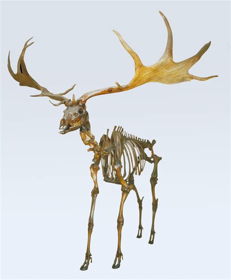 giant deer skeleton showme