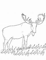 Caribou Coloring Pages Coloriage 1546 Printable Dessiner Dessin Animals Imprimer Drawing Colorier Getcolorings Kb Popular sketch template