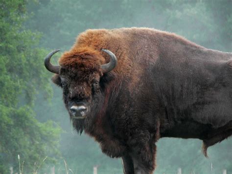 bison   european bison bison fishing pictures