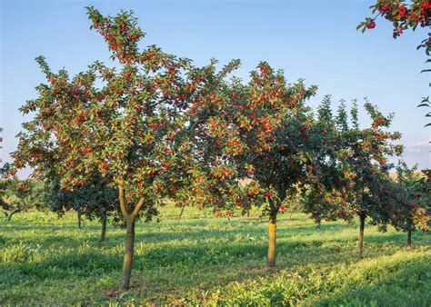 big   cherry tree  gauging  growth   gardens