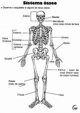 Esqueleto Ossos Anatomia Desenhos Colorir Cranio Anatomy Pesquisa Recortar Atividade Sistemas Esquelético Humana órgãos Visitar Osso Physiologie sketch template