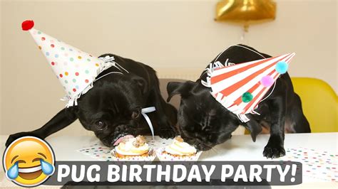 pug birthday party youtube