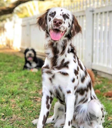 long haired dalmatian facts temperament pictures