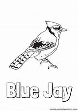 Coloring Pages Jay Blue Birds Printable Learn Let sketch template