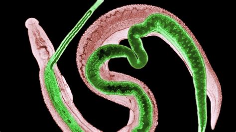 they re hosting parasitic worms in their bodies to help treat a