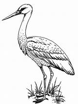 Stork Roda Bojanke Heron Crane Nazad sketch template