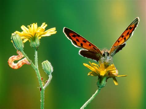 unique wallpaper exotic butterfly