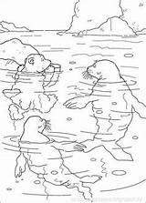 Noordpool Kleurplaten Seehunde Zeehonden Ijsbeer Ours Zuidpool Polar Antarktis Ausmalen Noël Activités Boite Idées Déco Polaire Colorier sketch template