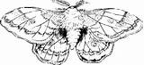 Moth Worm sketch template