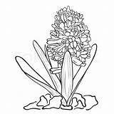Hyacinth Drawn Hand Flowers Clipart Garden Drawing Hyacinthus Illustration Orientalis Vector Ink Style Stock Cliparts sketch template