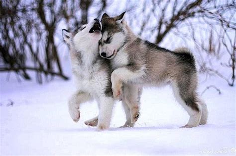 cute wallpapers  wolves wolf background images