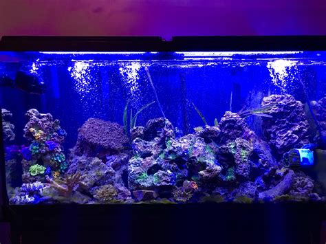 gallon saltwater fish  tank  deep clean today raquariums