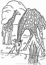 Girafe Kleurplaat Kleurplaten Jungle Sauvages Coloriages Malvorlage Stemmen Ausmalbild Stimmen sketch template