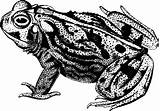 Toad Plains Rana Sapo Frog Designlooter Webstockreview Anfibio Amphibian sketch template
