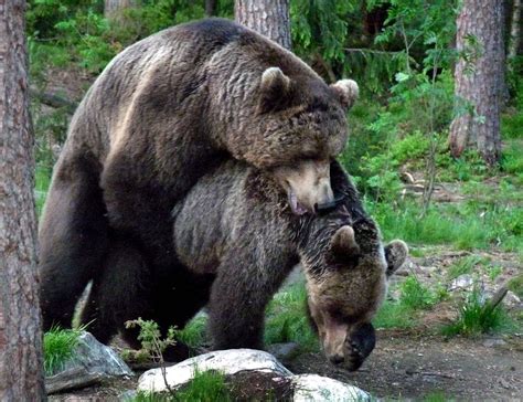 bears mating with trembling excitement and anticipation
