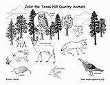 Coloring Animals Prairie Pages Popular Habitat sketch template