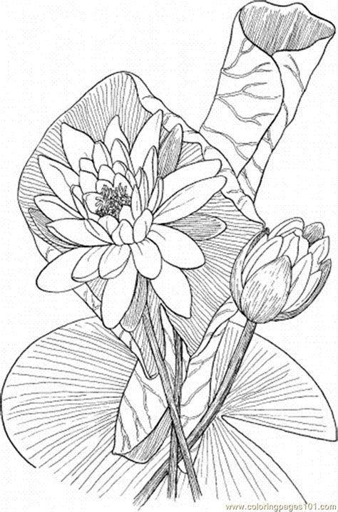 coloring pages lily  natural world flowers  printable