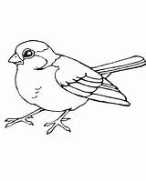 Coloring Bird Robin Pages Birds Color Little Printable Sparrow Outline Kids Print Winter Drawing Red Sheets Robins Branch Sheet Bestcoloringpagesforkids sketch template
