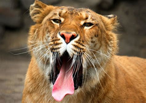 Biggest Big Cat Ever Lion Vs Tiger Vs