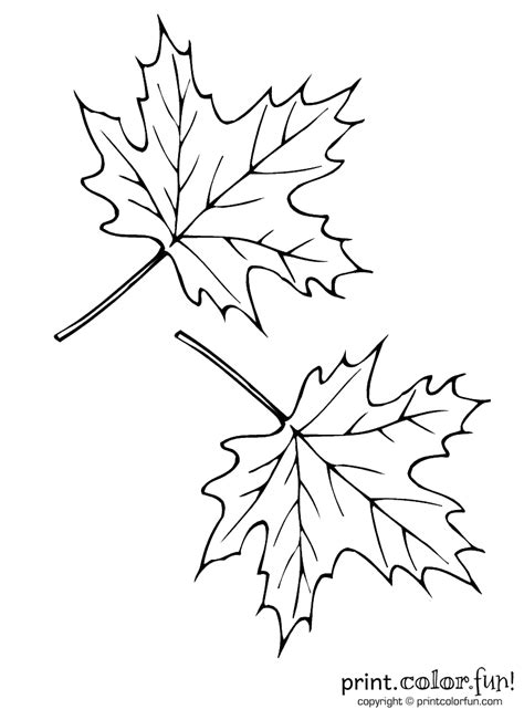 autumn leaves fall leaves drawing leaf drawing fall leaves coloring