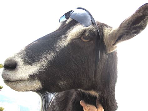 Rooster Goat Taking A Break From Being Too Cool In His New