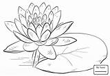 Monet Claude Drawing Water Lily Lilies Flowers Getdrawings sketch template