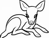 Deer Coloring Pages Drawing Whitetail Baby Doe Print Colouring Buck Tailed Printable Color Drawings Draw Kids Animals Drinking Water Cute sketch template