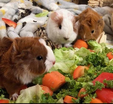 guinea pig pups male  londonderry county londonderry gumtree