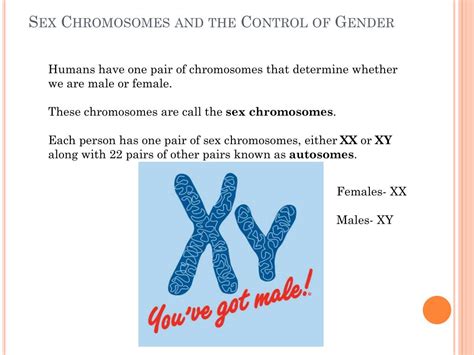 Ppt 4 3 Theoretical Genetics Powerpoint Presentation Free Download