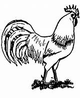 Coloring Rooster Pages Realistic Clipart Animal Farm Outline Drawing Drawings Animals Vector Fighting Roosters Kids Printable Chicken Cliparts Color Getdrawings sketch template