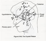 Pineal Gland Crystalline sketch template