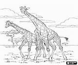 Savana Sabana Giraffen Girafas Colorear Kleurplaten Jirafas Savanne Girafes Giraffes Kleurplaatkleurplaten Kleurplaat Desenho Malvorlagen Savanna Dues Girafa Jirafa Giraf Stampare sketch template