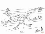 Roadrunner Coloring Pages Run Greater Drawing Printable Realistic sketch template