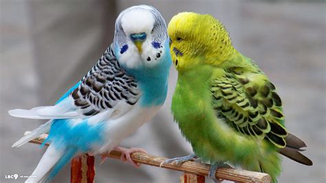 list  top  bird pets      house  add charm