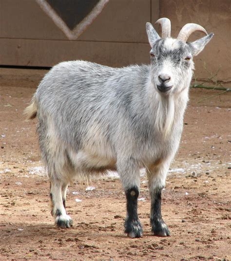 fileafrican pygmy goat jpg wikimedia commons
