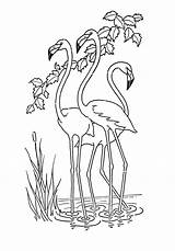 Flamingo Coloring Simple Drawing Pages Getdrawings Printable sketch template