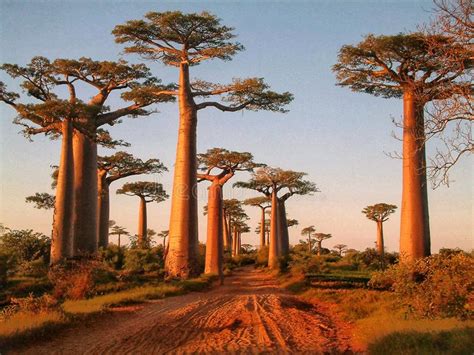 allee der baobabs morondava menabe region madagaskar stockfoto