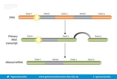 introns genomics education programme