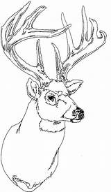 Deer Coloring Antler Deers sketch template