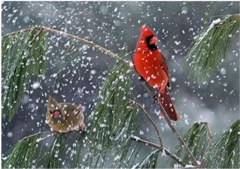 cathys craft corner cardinals   snow   rain