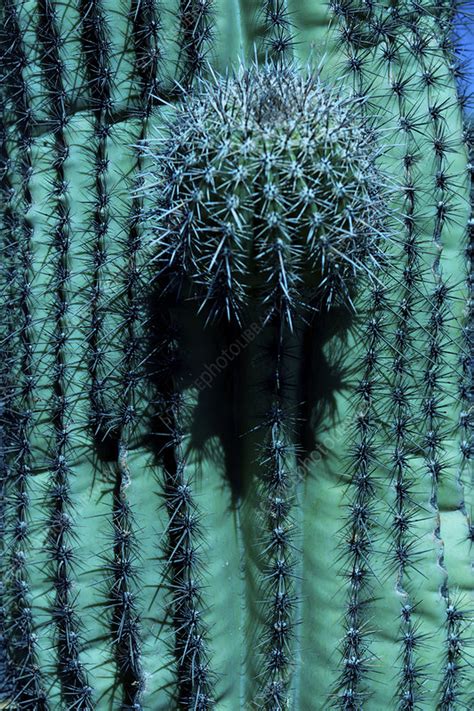 cactus stock image  science photo library