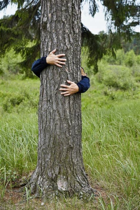Man Hugging Tree Stock Image Image Of Tree Wooden Hands 15880853